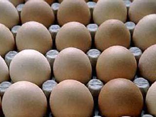 В США из продажи отзываются полмиллиарда яиц из-за угрозы сальмонеллы