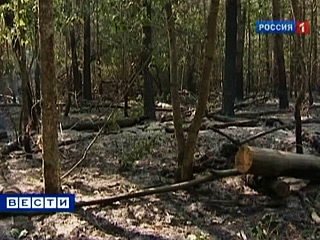 Очагов природных пожаров в России за минувшие сутки стало меньше на 36 - по данным на 6:00, зарегистрировано 203 очага пожаров на общей площади 6,391 тысячи гектаров