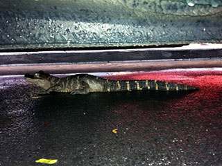 На одной из улиц Нью-Йорка под припаркованным автомобилем был обнаружен молодой аллигатор, длиной 60 сантиметров