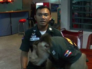 Полицейские тайской провинции Паттани потеряли своего легендарного сотрудника - макаку по прозвищу Офицер Мира или Сантисук