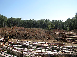 В Химкинском лесу продолжается подготовка к строительству дороги, утверждают экозащитники
