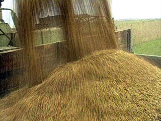 Минэкономразвития ждет, что урожай зерновых в 2011 году достигнет 85-90 миллионов тонн