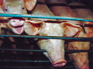 Россия снова ввела запрет на импорт свинины с двух американских предприятий, вызвав падение котировок мясных фьючерсов
