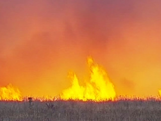 В Самарской области огнем охвачено около четырех гектаров леса