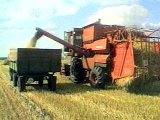 Россия пока собрала 55 млн тонн зерна