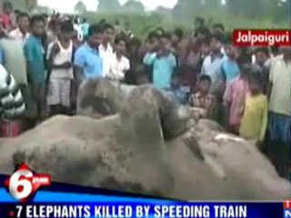 В Индии грузовой поезд во вторник вечером насмерть сбил семь слонов. Это самый трагический случай такого рода - никогда ранее столько слонов не погибали под колесами поезда