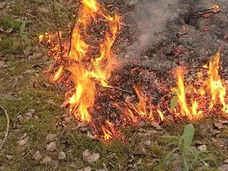 В Приморском крае зарегистрирован первый за последние три месяца лесной пожар. Очаг огня обнаружен на территории Сихотэ-Алинского заповедника