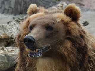 Медведь предсказал результаты матчей Кубка России по хоккею с мячом 