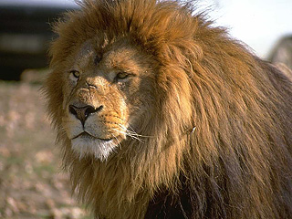 Африка скоро может потерять свой главный символ - львов. В ближайшие 20 лет "царям саванны" грозит полное исчезновение