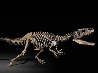 Выставленные на продажу скелеты динозавров и других доисторических животных вызвали настоящий ажиотаж на торгах лондонского аукционного дома Sotheby's в Париже