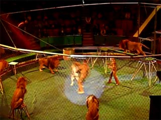 Во Львовском цирке во время выступления на дрессировщика напал рассвирепевший тигр. Спектакль прервали, дрессировщика госпитализировали, а зрителей пришлось эвакуировать из зала