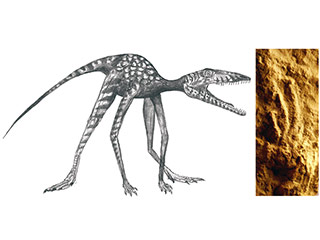 Ученые нашли следы самой древней формы динозавров, жившей на территории современной Польши примерно 250 миллионов лет назад