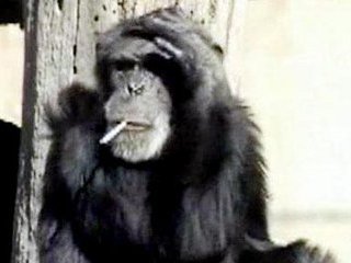 В ЮАР скончался шимпанзе Чарли, известный на весь мир тем, что был активным курильщиком