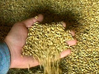 Значительное ухудшение ситуации на мировом рынке зерна произошло в последние сутки, когда власти США предупредили о значительных потерях нынешнего урожая кукурузы и ячменя