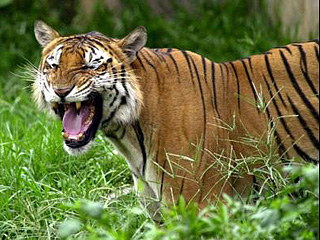 Трагический инцидент произошел в четверг в китайском зоопарке: тигр растерзал в садовника, который случайно упал в вольер