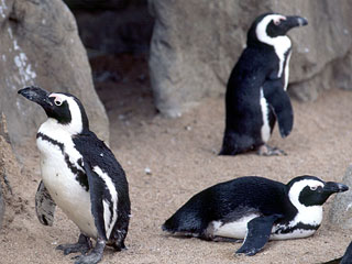 Южноафриканские пингвины были умерщвлены в лондонском зоопарке в Риджентс-парк