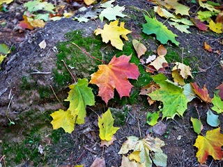 Почему одни листья осенью желтеют, а другие краснеют?