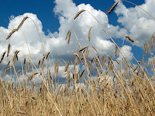 В 2010 году эксперимент по облучению зерновых проходит в семи районах Татарстана, где планируют построить специальные гамма-установки