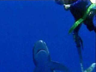 Американский аквалангист отбился от акулы камерой, не переставая снимать ВИДЕО