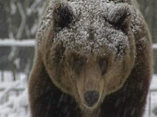 У населенных пунктов Забайкалья стали появляться голодные медведи