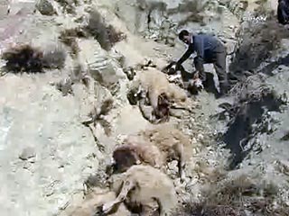 В Турции более полусотни овец бросились со скалы следом за бараном