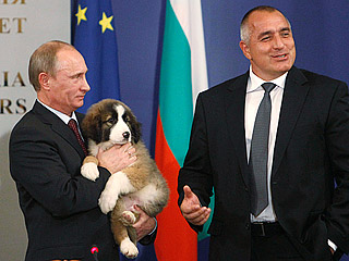 Премьер Болгарии Бойко Борисов подарил Владимиру Путину после совместной пресс-конференции щенка каракачанской собаки - национальной породы, чрезвычайно популярной у болгар