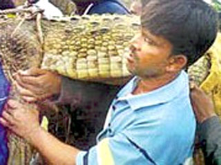 Дикий крокодил восемь дней держал в страхе целый район в индийском городе Хайдерабаде, пока его не поймал во вторник совместный отряд полицейских и сотрудников департамента дикой природы