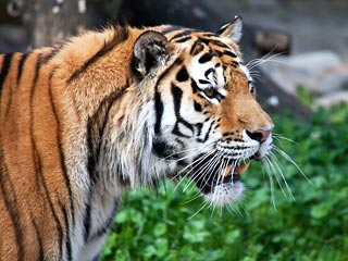 Страны, в которых находятся ареалы обитания тигра, в течение ближайших пяти лет направят $330,8 млн на восстановление популяции тигра, сообщил вице-президент Всемирного банка Джеймс Адамс
