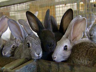 Бюджетники Кузбасса в Год кролика бесплатно получат этих животных для разведения