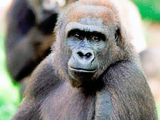 В Киевском зоопарке животные страдают от депрессии. Особенно грустит 37-летний горилла Тони, который потерял своих родственников и теперь вынужден встречать старость в одиночестве