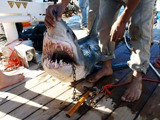 Угроза нападения акул на купающихся в Красном море туристов по-прежнему высока в Египте, так как в Шарм-эш-Шейхе были убиты не те хищники, которые напали на россиян
