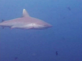 Акула, искалечившая в Красном море четырех человек, до сих пор не поймана
