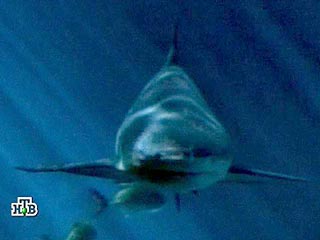 В связи с нападениями акул-людоедов в Египте россияне начали отказываться от туров в эту страну, сообщила в понедельник "Интерфаксу" пресс-секретарь Российского союза туриндустрии (РСТ) Ирина Тюрина