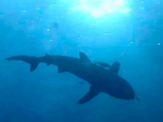 Эксперты, изучающие серию нападений акул на туристов в водах Египта, заключили, что в Красном море на туристов охотится сразу несколько хищниц