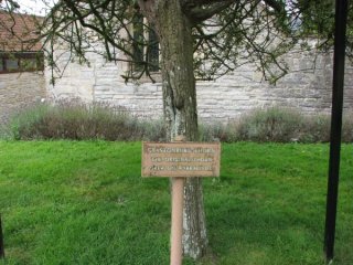 Неизвестные вандалы уничтожили знаменитый Гластонберийский терновник, являвшийся одним из главных символов христианства в Британии