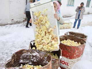 Птицефабрика, где живьем уничтожали цыплят, продается за один рубль