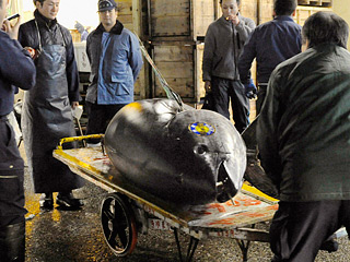 Гигантский тунец ушел с молотка на знаменитом японском рынке Цукидзи за 32,49 млн иен или 396 тысяч долларов