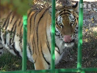 Руководство Тегеранского зоопарка заявляет, что амурский тигр, умерший две недели назад от сапа, уже был заражен этой опасной болезнью, когда российская сторона отправила животное в Иран