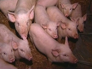 В Тацинском районе Ростовской области на территории Крюковского охотничьего хозяйства обнаружен падеж 53 голов диких свиней