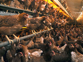 Россия, запретившая с 24 января импорт из Германии живых свиней и продукции свиноводства из-за "диоксинового скандала", может запретить и поставки мяса птицы и продукции птицеводства из этой страны