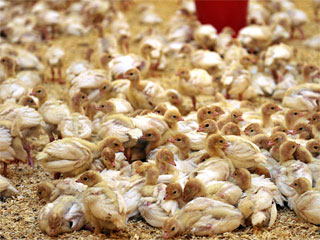 Россия с 25 января ввела запрет на импорт мяса птицы из Германии в связи с "диоксиновым скандалом"