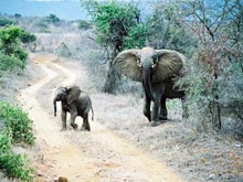 Польский любитель охоты Вальдемар подал в суд на туристическое агентство, в котором он купил путевку на охоту на слонов, но в итоге не подстрелил ни одного животного