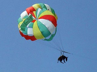 Ослица Анапка, ставшая известной после "рекламного" полета летом 2010 года на парашюте над Азовским морем, умерла в московском конно-фермерском хозяйстве "Стрелы Ярилы" от обширного инфаркта, который, возможно, стал результатом перенесенного стресса