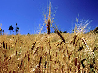 Цена пшеницы подскочила до невиданных высот - без малого 270 евро за тонну (трейдеры прогнозируют в ближайшее время 300 евро за тонну)