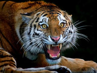 Малазийка спасла мужа от разъяренного тигра, избив зверя половником
