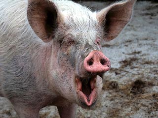 В Харьковской области свинья до смерти напугала своего хозяина. 73-летний пенсионер умер от сердечного приступа