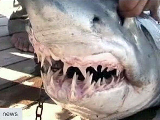 Петербуржец Евгений Тришкин, пострадавший в декабре прошлого года в Египте от нападения акулы, получил компенсацию от министерства туризма Египта в размере 50 тысяч долларов
