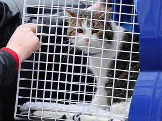 На работу в резиденцию британского премьера приняли кота: будет ловить крыс
