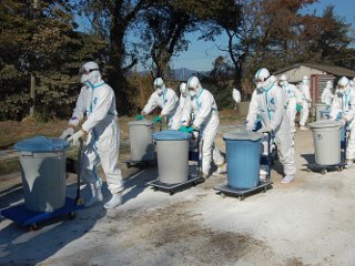 Власти японской префектуры Миэ приняли решение уничтожить 67 тысяч кур в связи со вспышкой птичьего гриппа