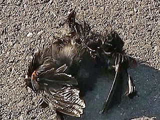 Массовый и необъяснимый пока падеж перелетных птиц - черных дроздов зарегистрирован в Севастополе